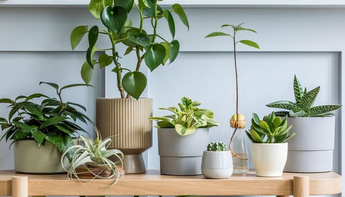 plantas-casa